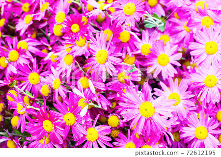 Lilac gentle flower chrysanthemums in autumn summer Lilac gentle flower chrysanthemums in autumn summer 72612195