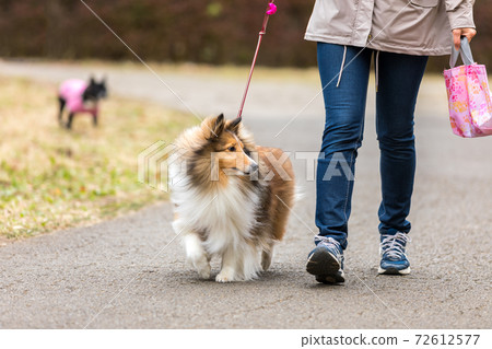 Shetland Sheepdog strolling in the park with the owner Shetland Sheepdog strolling in the park with the owner 72612577