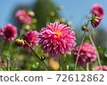 Dahlia 72612862