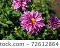Dahlia 72612864