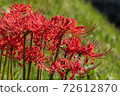 Cluster amaryllis 72612870