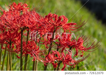 Cluster amaryllis Cluster amaryllis 72612870