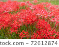 Cluster amaryllis 72612874