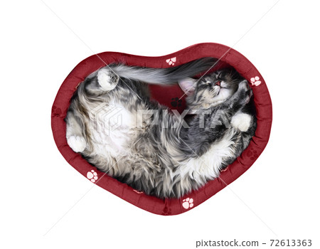 Cute gray long-haired sleeping cat lies on back in its bed in shape of heart isolated on white Cute gray long-haired sleeping cat lies on back in its bed in shape of heart isolated on white 72613363