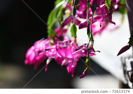 Flower of Schlumbergera (Schlumbergera trunculus) Flower of Schlumbergera (Schlumbergera trunculus) 72613374
