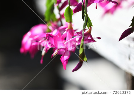 Flower of Schlumbergera (Schlumbergera trunculus) Flower of Schlumbergera (Schlumbergera trunculus) 72613375