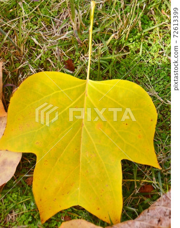 Yellow-green tulip tree leaves 72613399