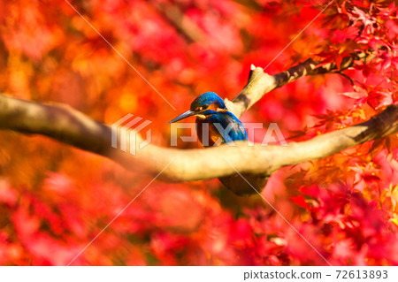 A beautiful kingfisher that shines blue even when it crosses the vermilion of the bright autumn leaves of Japan A beautiful kingfisher that shines blue even when it crosses the vermilion of the bright autumn leaves of Japan 72613893