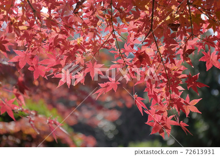 Autumn leaves of Chogakuji Temple in Nara 72613931