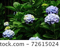 Beautiful hydrangea season June morning 72615024