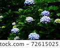 Beautiful hydrangea season June morning 72615025