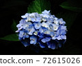 Beautiful hydrangea season June morning 72615026
