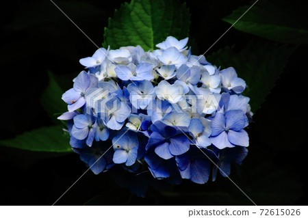 美麗的繡球花季節六月早晨 美麗的繡球花季節六月早晨 72615026