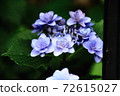 Beautiful hydrangea season June morning 72615027