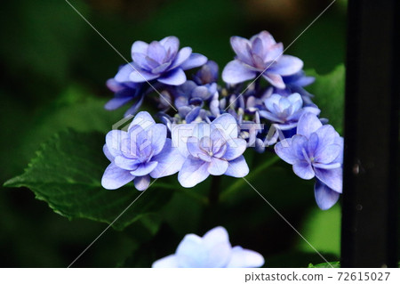 美麗的繡球花季節六月早晨 美麗的繡球花季節六月早晨 72615027