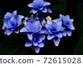 Beautiful hydrangea season June morning 72615028