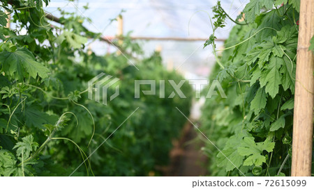 Image of garden Vegetable farm of bitter melon or green bitter gourd . 72615099