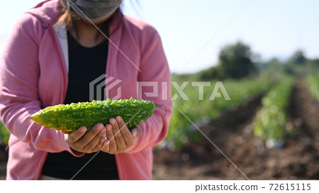 A young gardener hands holding green bitter gourd and standing at agricultural farm field. A young gardener hands holding green bitter gourd and standing at agricultural farm field. 72615115