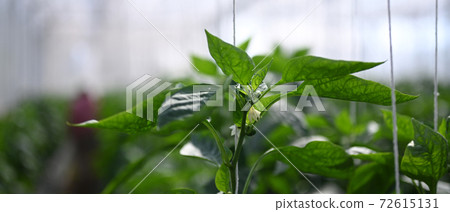 Close up view of small green bell peppers growing on a plant with fresh green leaves in greenhouse. Close up view of small green bell peppers growing on a plant with fresh green leaves in greenhouse. 72615131