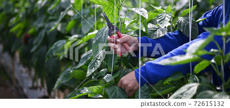 Close up view of gardener hands holding pruning shears pruning green plants the greenhouse. 72615132