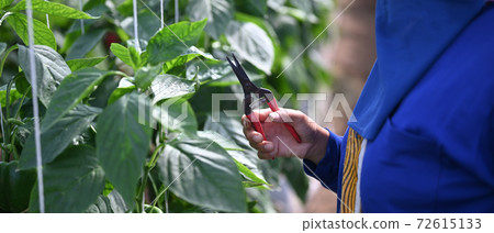 Cropped shot of gardener hands holding pruning shears and trimming plants the greenhouse. Cropped shot of gardener hands holding pruning shears and trimming plants the greenhouse. 72615133