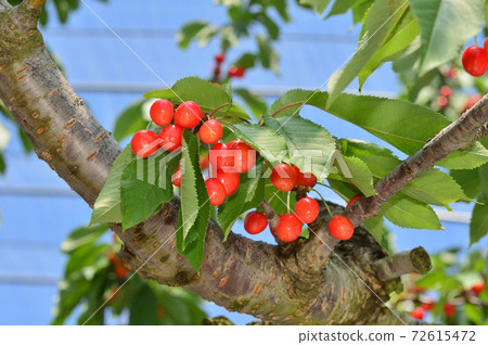 or櫻桃樹 or櫻桃樹 72615472