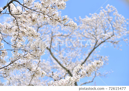 Yoshino cherry tree on a sunny day 72615477