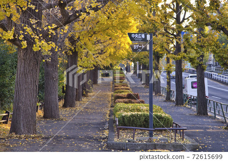 小澤通人行道,銀杏林,秋天,小澤公園 小澤通人行道,銀杏林,秋天,小澤公園 72615699