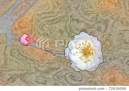 粉紅色的花朵“ Bungo Ume”在早晨的陽光下生動生動地出現。 72616099