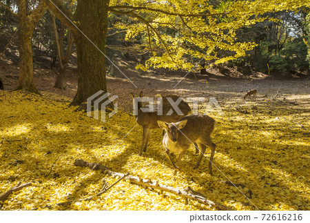 秋葉奈良公園秋葉鹿風景銀杏樹奈良觀光景點世界遺產 秋葉奈良公園秋葉鹿風景銀杏樹奈良觀光景點世界遺產 72616216