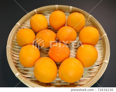 Apricot apricot apricot apricot 72616230