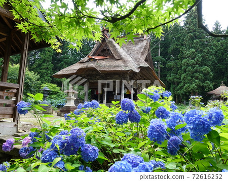 Sasano Kannondo Hydrangea Sasano Kannondo Hydrangea 72616252