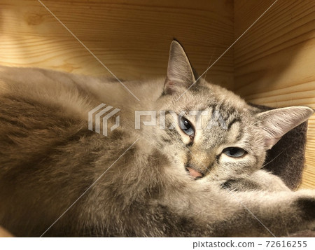 貓起床睡覺 72616255