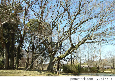 A large tree in Koga Kubo Park [Konosu no Ipponenoki] / Ibaraki Prefecture 72616323