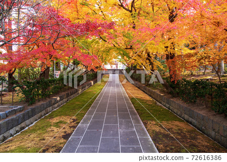 秋葉接近 72616386