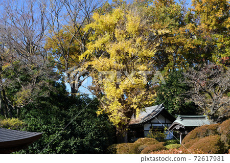 上山等地區的秋葉 72617981