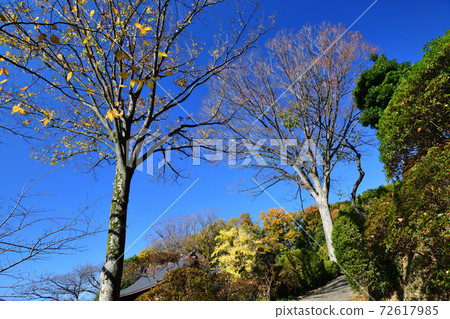 上山等地區的秋葉 72617985