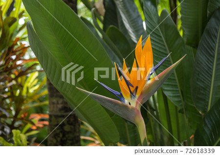 Bird of paradise 72618339