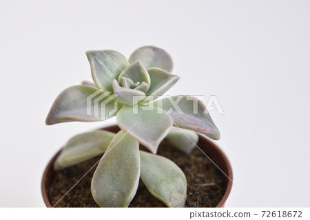 克拉托貝里亞 克拉托貝里亞 72618672