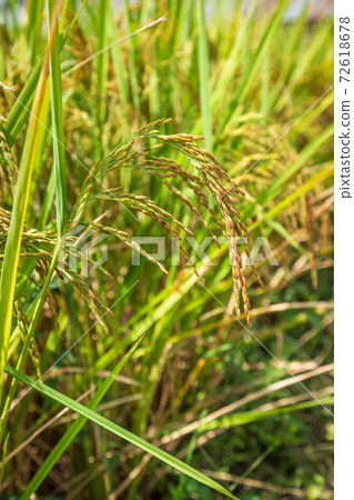 Closed-up rice spike seed in paddy field Closed-up rice spike seed in paddy field 72618678