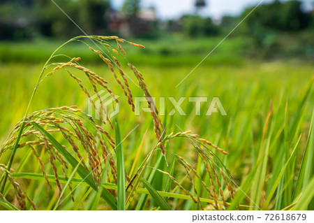 Closed-up rice spike seed in paddy field Closed-up rice spike seed in paddy field 72618679