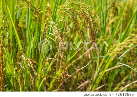 Closed-up rice spike seed in paddy field Closed-up rice spike seed in paddy field 72618680