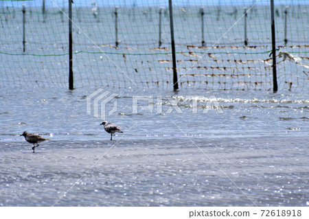 Funabashi Sanbanze Seaside Park Natsuha Daizen on tidal flats 72618918