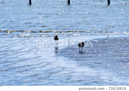 Funabashi Sanbanze Seaside Park Natsuha Daizen on tidal flats 72618919