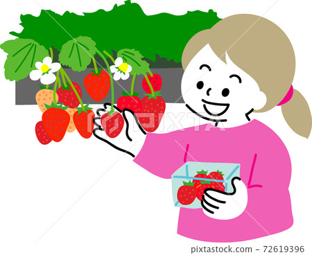 A woman enjoying strawberry picking A woman enjoying strawberry picking 72619396