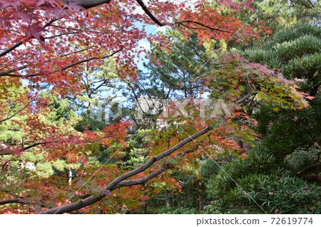 Autumn leaves Shoraian Chigasaki City 72619774