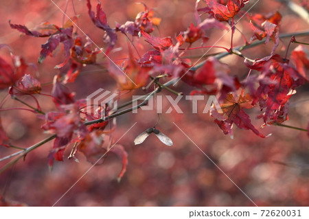 Autumn leaves already dead leaves 72620031