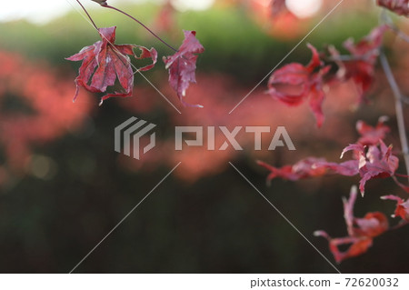 秋葉已經死了 72620032