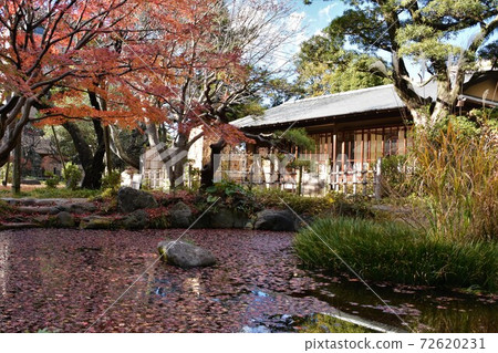 Autumn leaves Shoraian Chigasaki City Autumn leaves Shoraian Chigasaki City 72620231