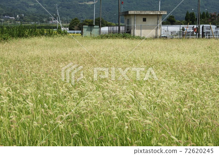 Egayakura's group 72620245